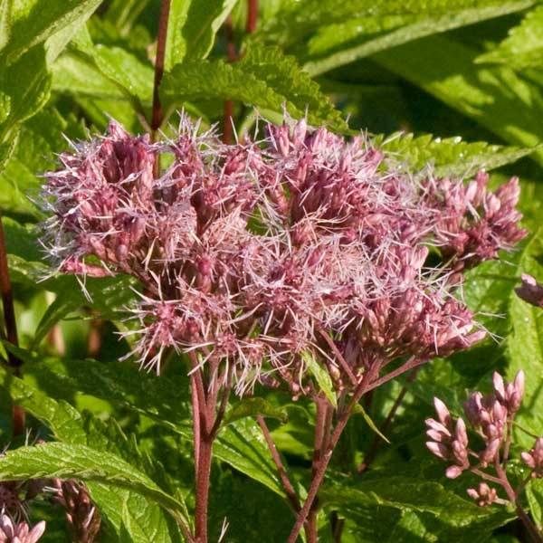 Promesse de Fleurs - Eupatorium maculatum Purple Bush - Eupatoire Godet de 8/9 cm