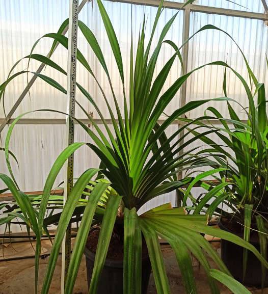 0 - Pandanus utilis (Vacoa, vaquois, Pimpin) Pot de 65L 125/150cm - Image 1