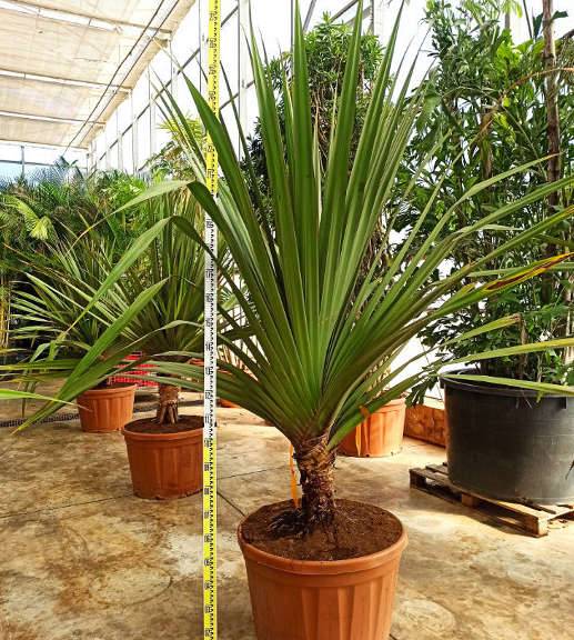 0 - Pandanus utilis (Vacoa, vaquois, Pimpin) Pot de 65L 125/150cm - Image 2