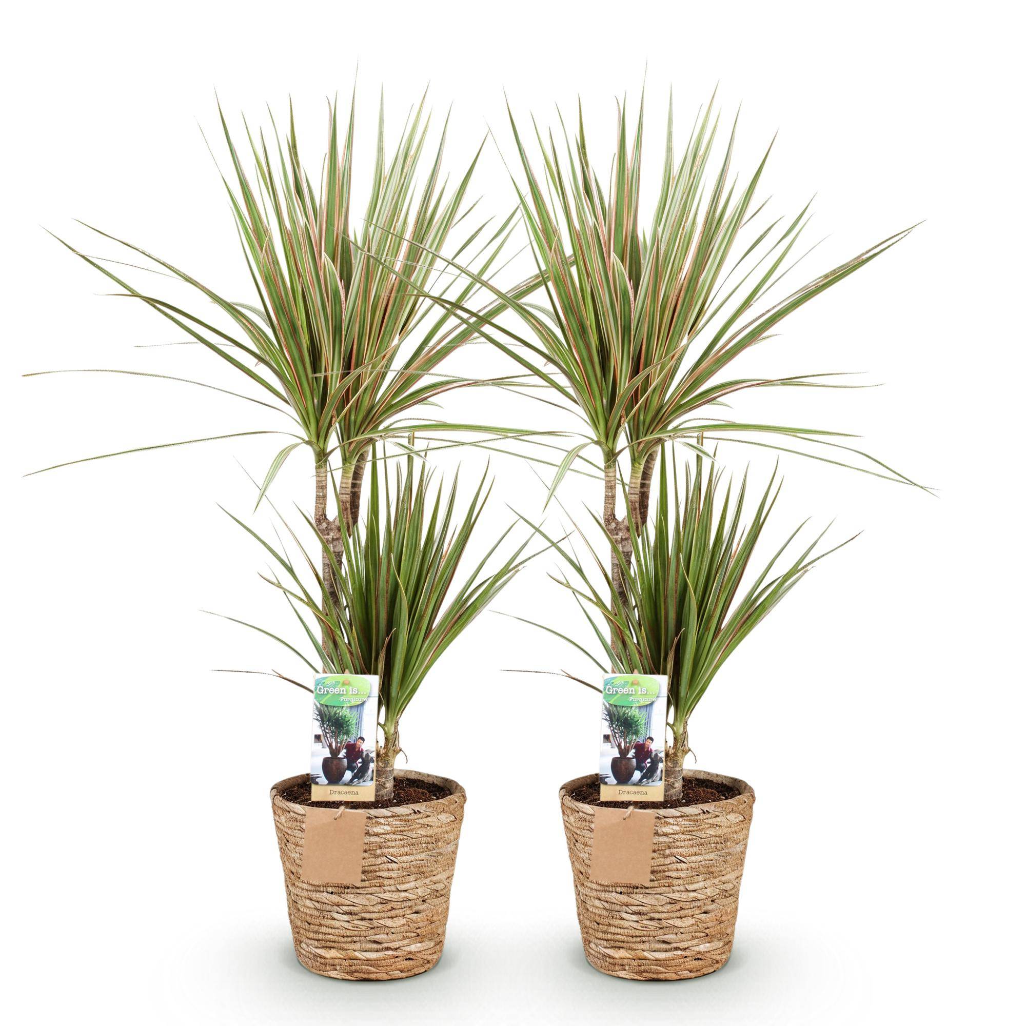 Dracaena Sunray - Arbre Dragon - Lot de 2 Plantes - Pot de 17cm - Hauteur 70-75cm - Panier - Plantes d'intérieur - Image 2