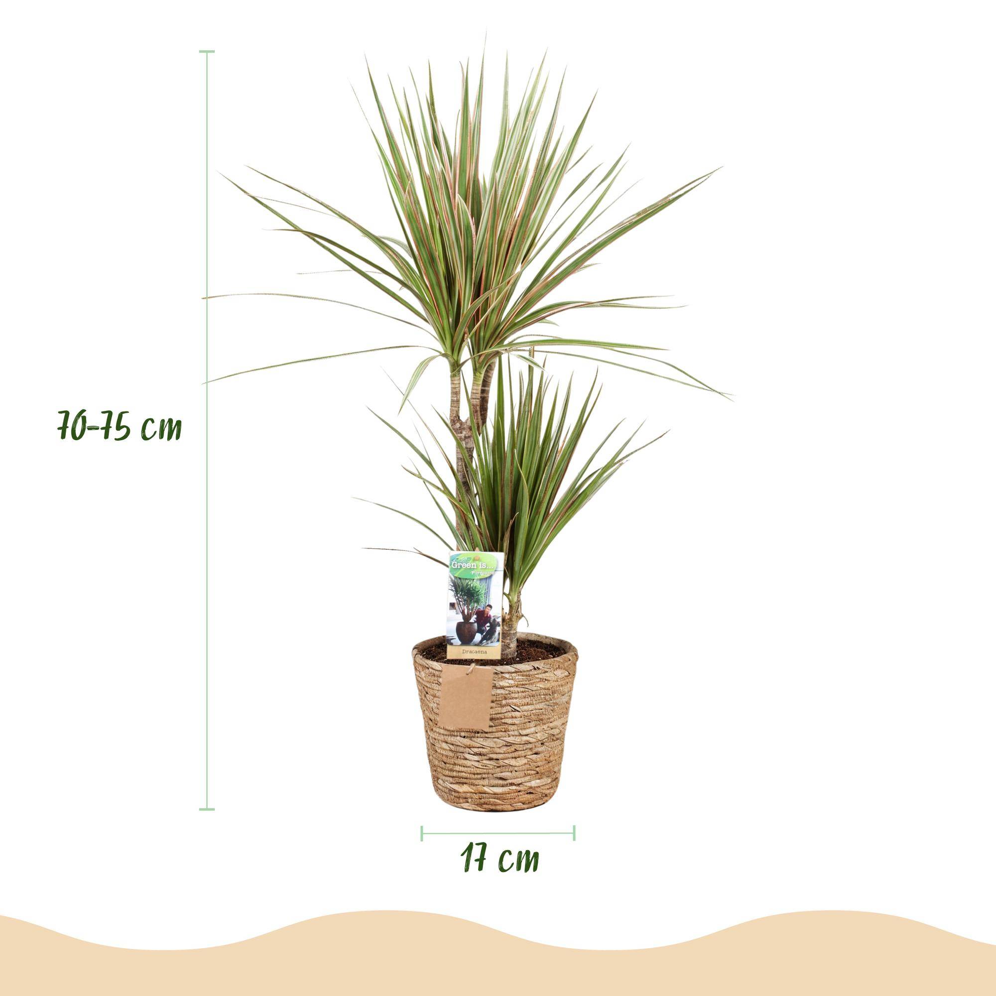 Dracaena Sunray - Arbre Dragon - Lot de 2 Plantes - Pot de 17cm - Hauteur 70-75cm - Panier - Plantes d'intérieur - Image 3