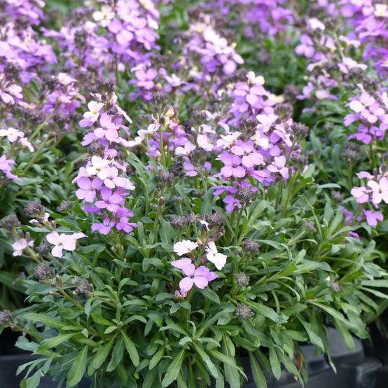 Promesse de Fleurs - Giroflée vivace - Erysimum Poem Lavender Godet de 8/9 cm