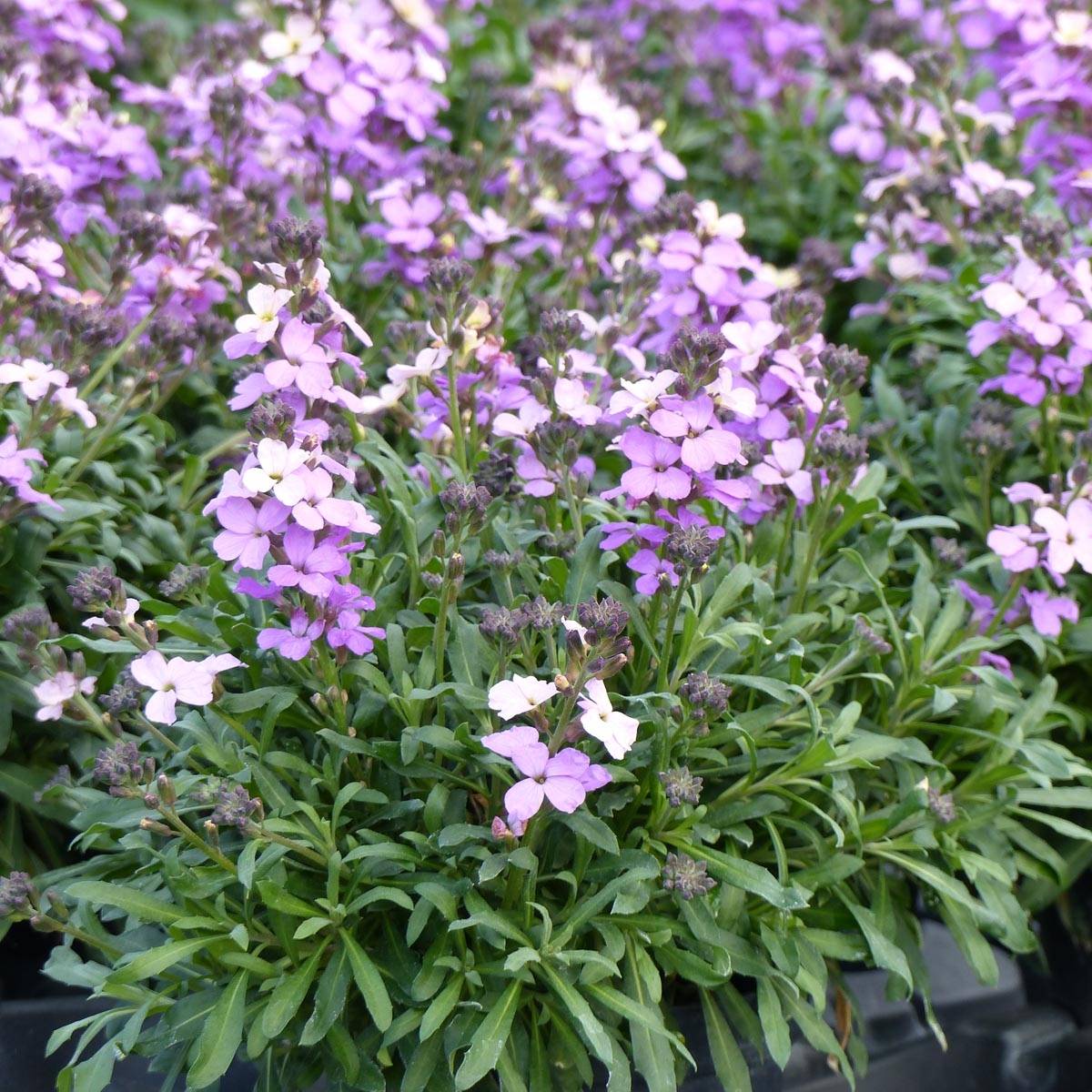 Promesse de Fleurs - Giroflée vivace - Erysimum Poem Lavender  Godet de 8/9 cm
