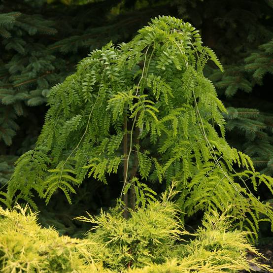 Promesse de Fleurs - Gleditsia triacanthos Emerald Cascade - Févier d'Amérique Pot de 7,5L/10L, Tige - Image 1