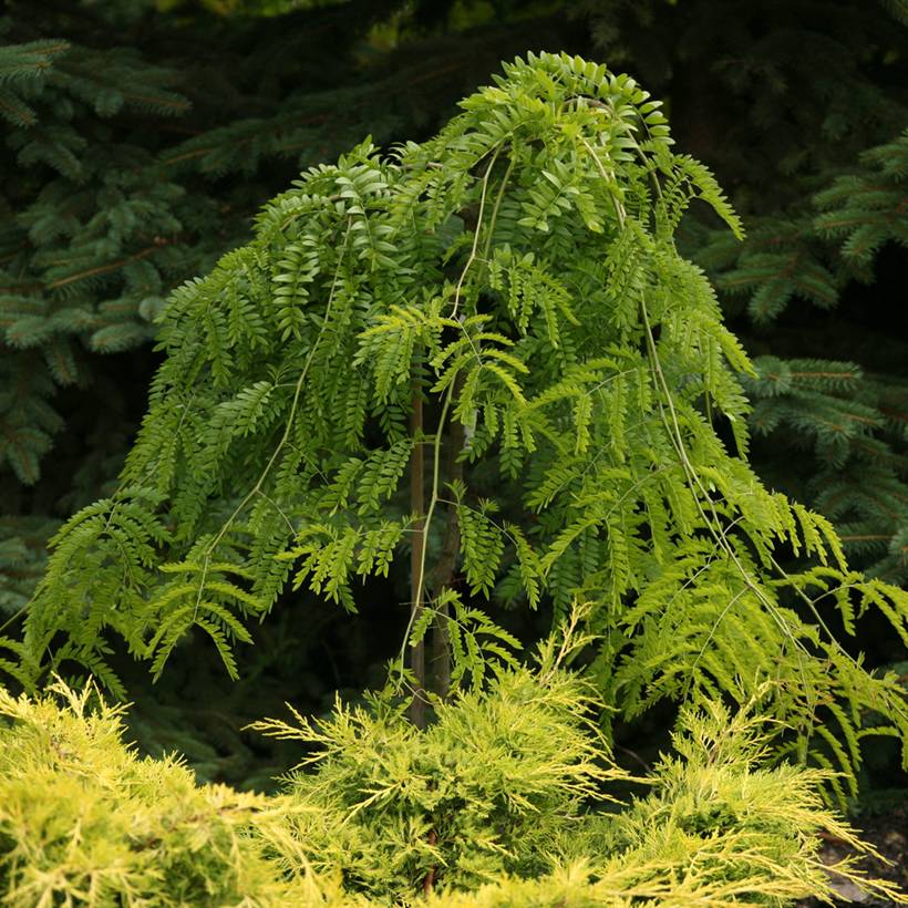 Promesse de Fleurs - Gleditsia triacanthos Emerald Cascade - Févier d'Amérique Pot de 7,5L/10L, Tige