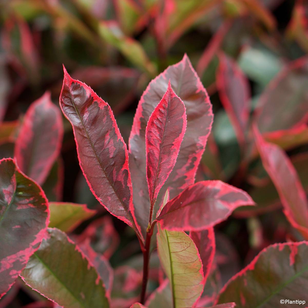 Photinia fraseri Louise Pot de 2L/3L - Image 1