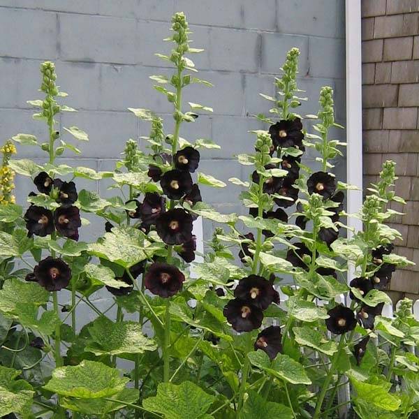 Rose Trémière noire, Alcea rosea Nigra Godet de 7/8 cm
