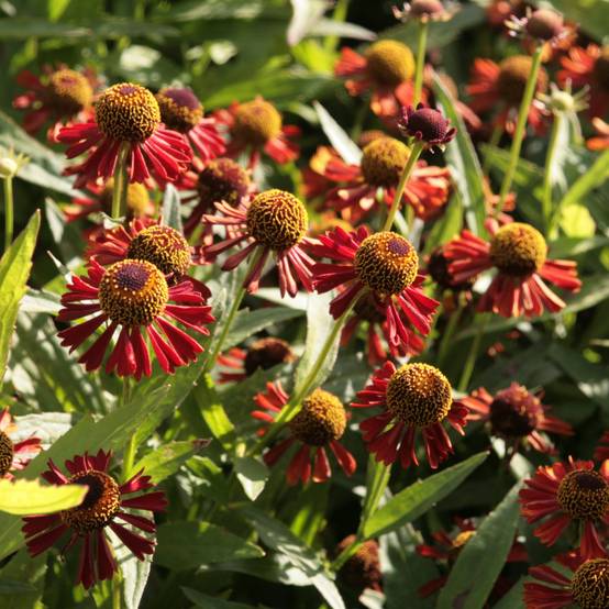 Promesse de Fleurs - Helenium Ruby Tuesday - Hélénie rouge rubis Godet de 8/9 cm
