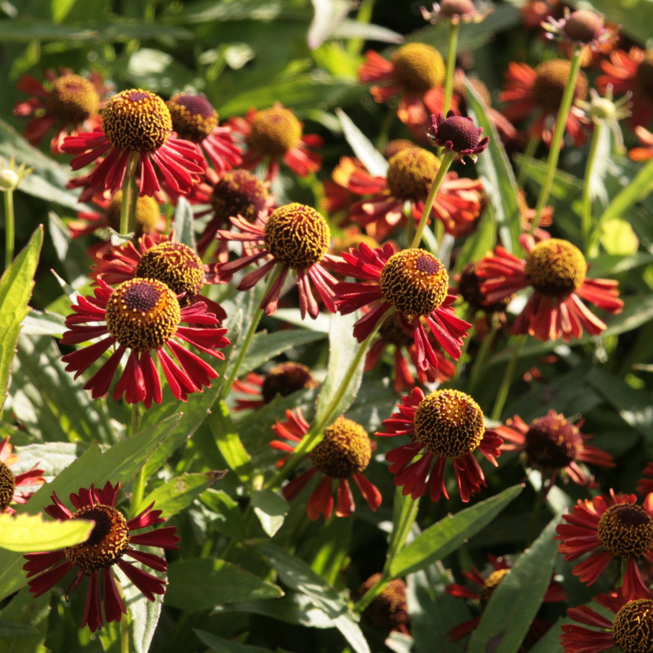 Promesse de Fleurs - Helenium Ruby Tuesday - Hélénie rouge rubis Godet de 8/9 cm