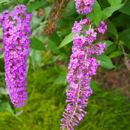 Arbre aux papillons 'Nanho Purple' (Buddleja davidii 'Nanho Purple') - Godet - Taille 10/15cm - Pépinières Naudet - Image 2