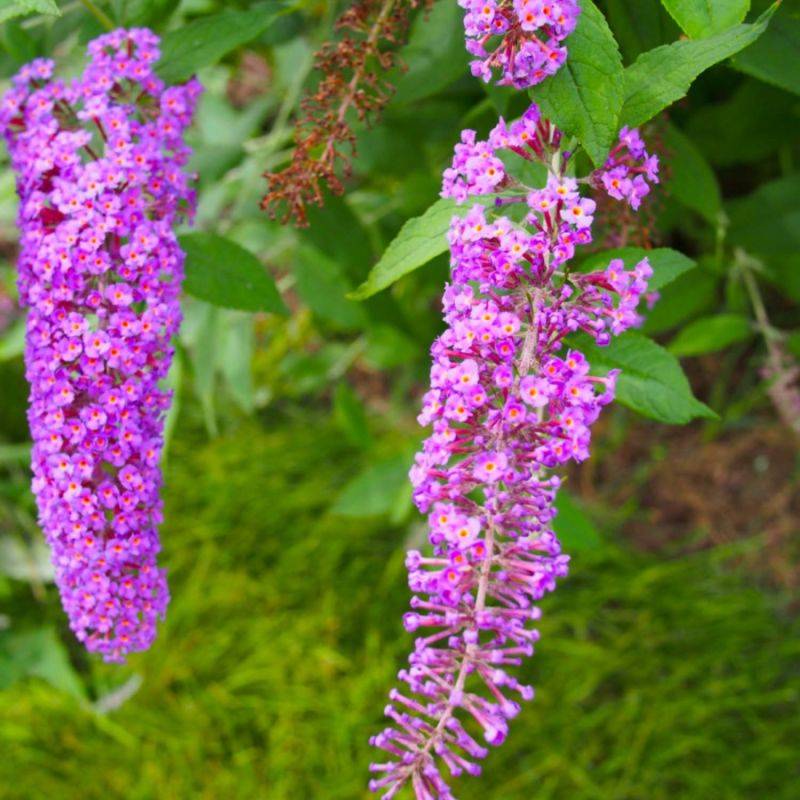 Arbre aux papillons 'Nanho Purple' (Buddleja davidii 'Nanho Purple') - Godet - Taille 10/15cm - Pépinières Naudet - Image 2