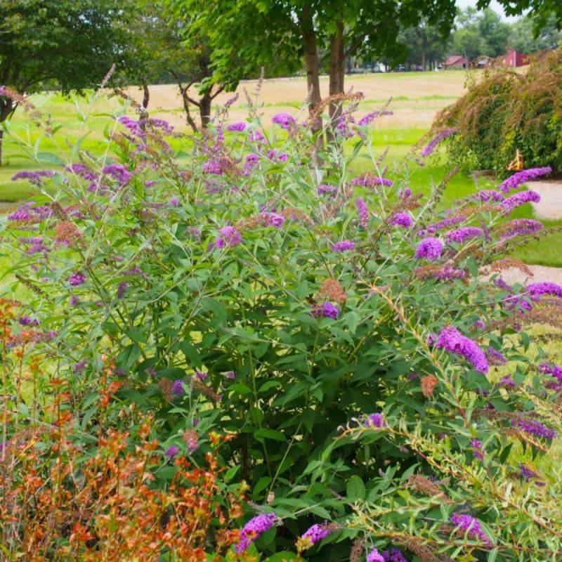 Arbre aux papillons 'Nanho Purple' (Buddleja davidii 'Nanho Purple') - Godet - Taille 10/15cm - Pépinières Naudet - Image 1