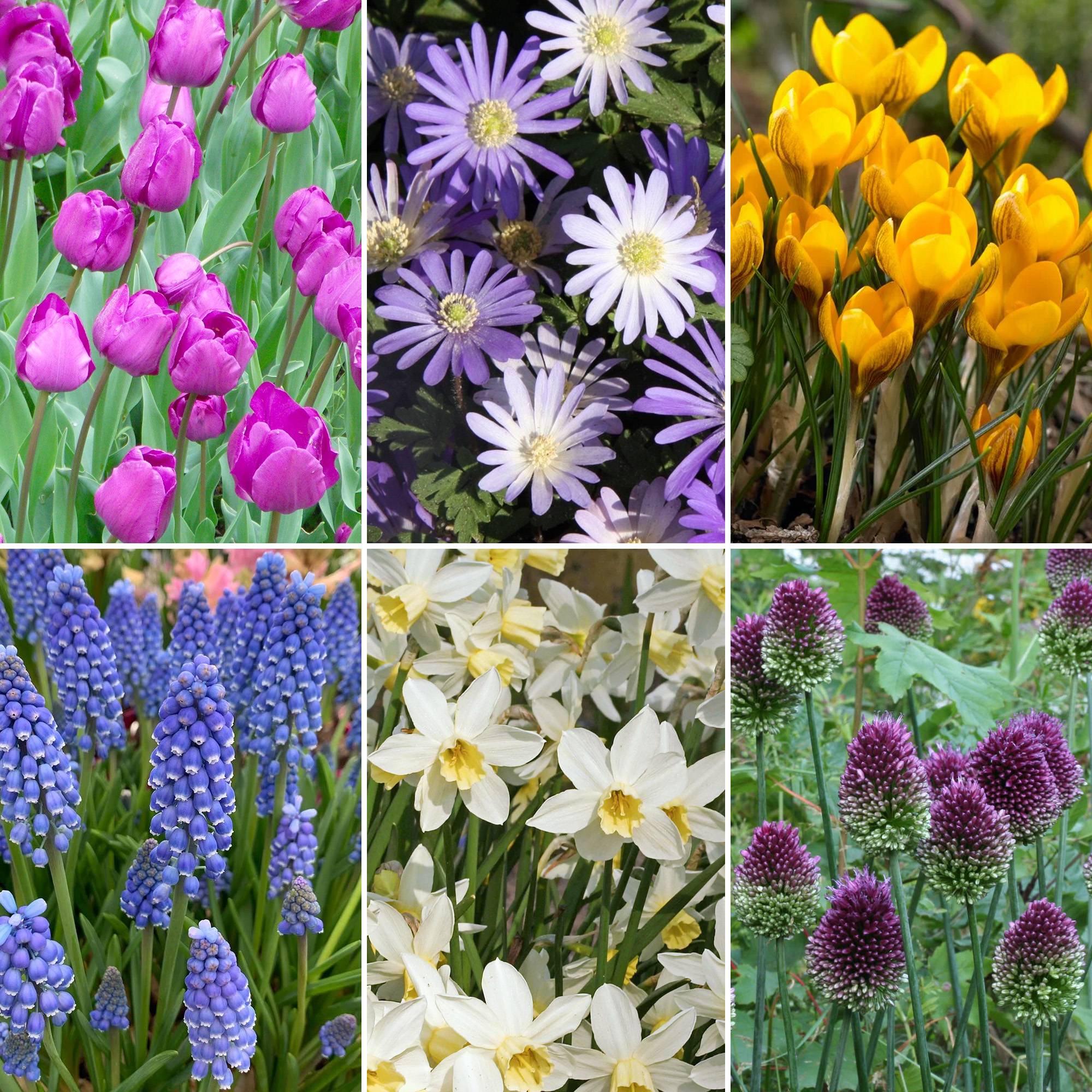 Gardenersdream - Mélange de bulbes de jardin - Tulipe, Anémone, Crocus, Muscari, Narcisse, Allium (125 bulbes) - Image 2