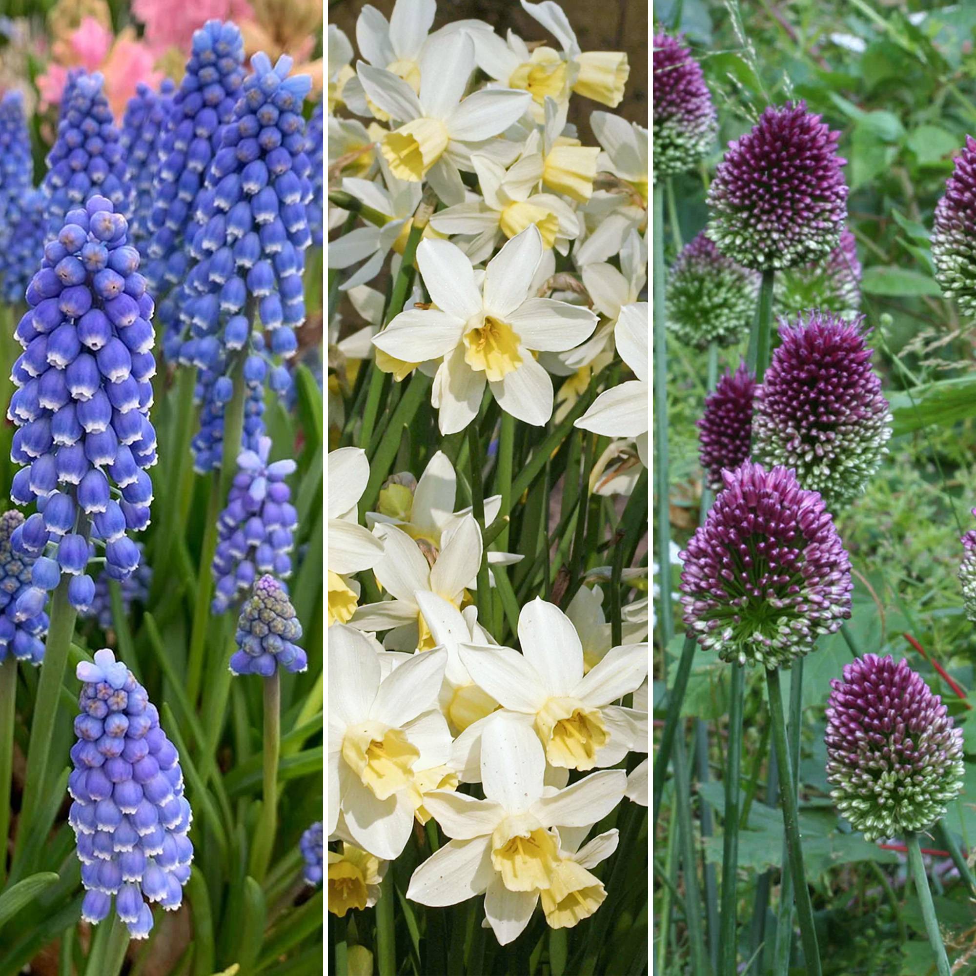Gardenersdream - Mélange de bulbes de jardin - Tulipe, Anémone, Crocus, Muscari, Narcisse, Allium (125 bulbes) - Image 4