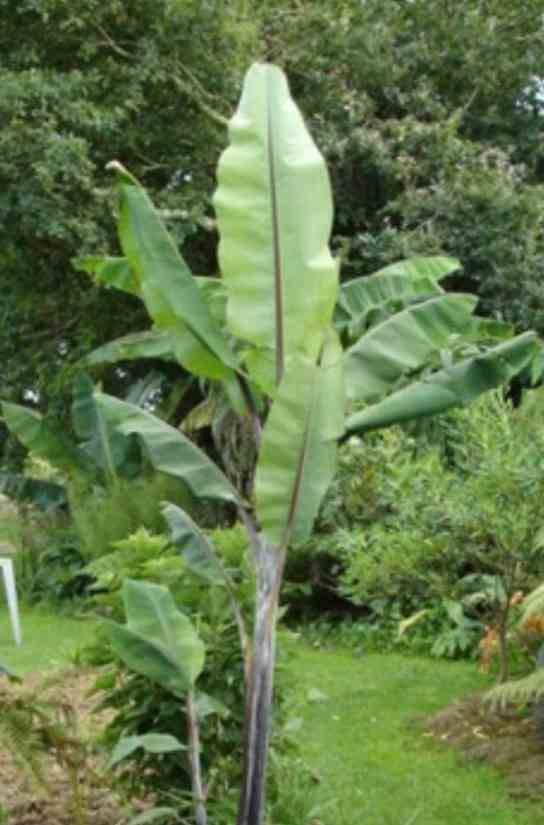 0 - Musa nagensium (bananier à tronc violet) Pot de 15 litres - 160/180 cm - Image 3