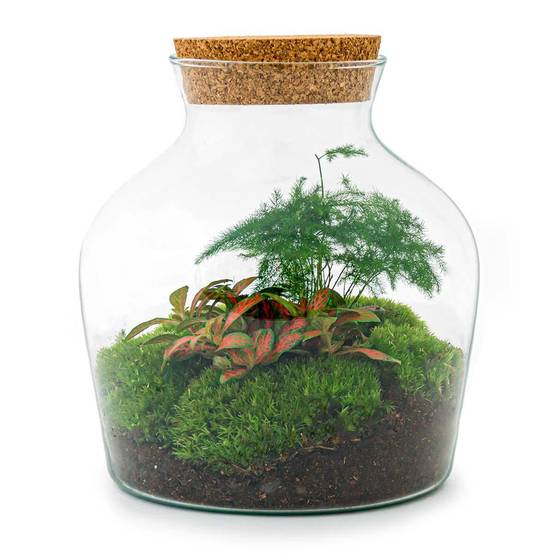 Diy Terrarium - Image 3