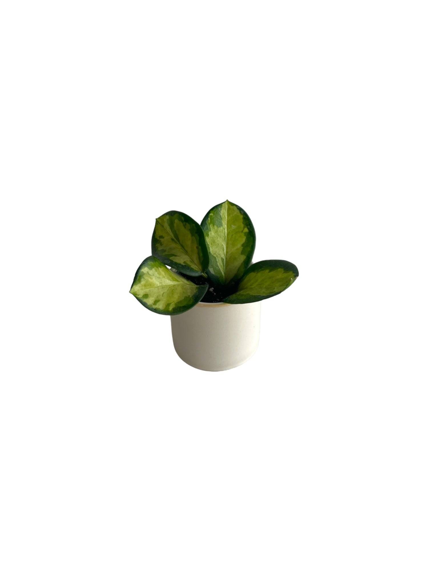 Mini Hoya carnosa tricolor 10cm - Plante d'intérieur- La Green Touch - Image 1
