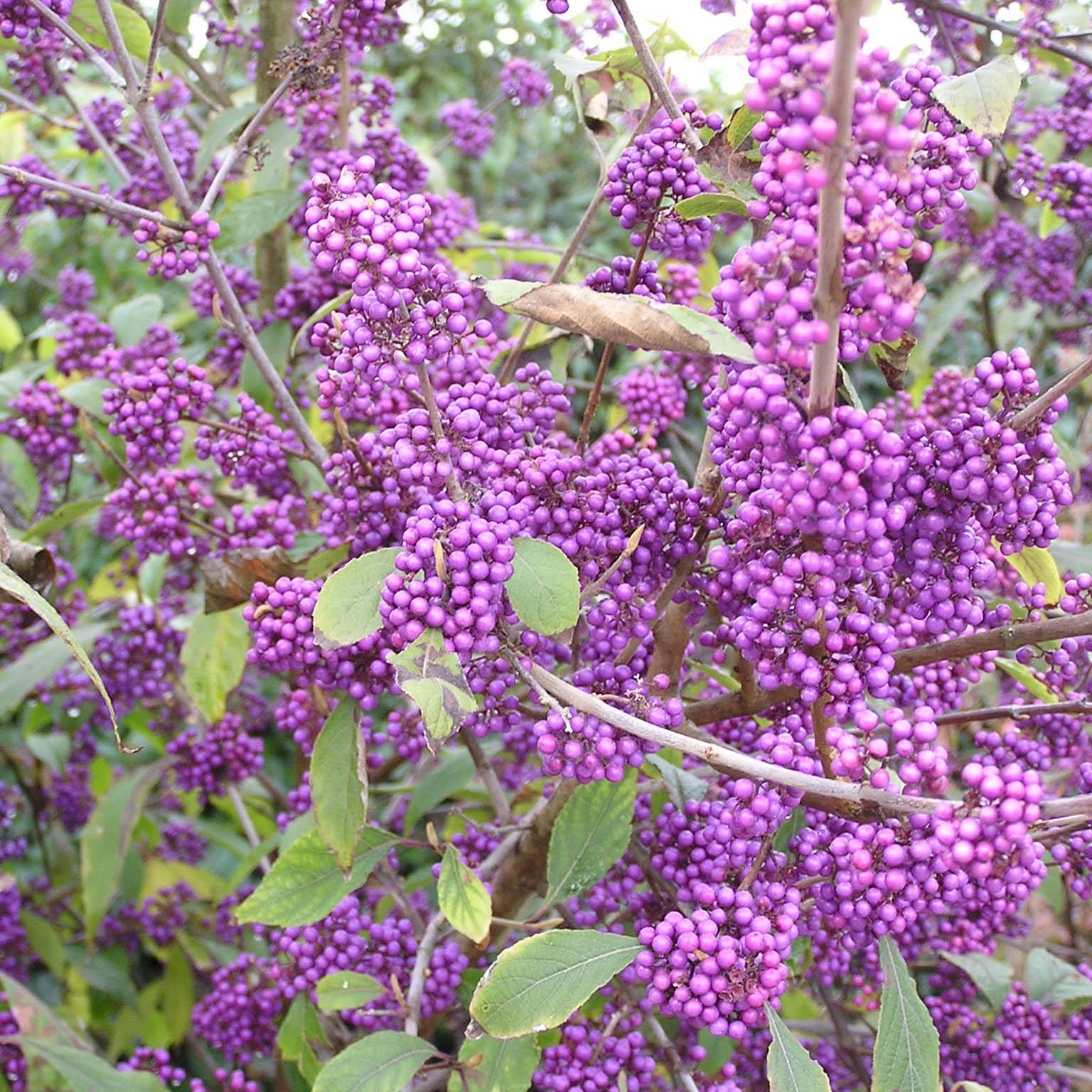 Promesse de Fleurs - Callicarpa bodinieri Profusion - Arbuste aux bonbons Pot de 2L/3L - Image 1