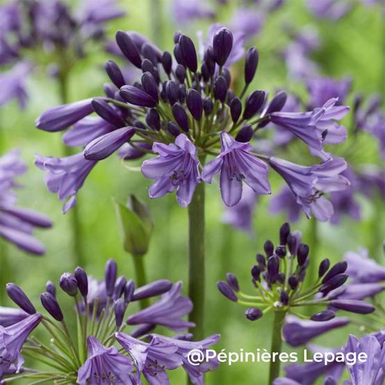 3 Agapanthes 'Poppin' Purple' ® (Agapanthus 'Poppin' Purple' ®) - Lot de 3 vivaces - Pépinières Naudet