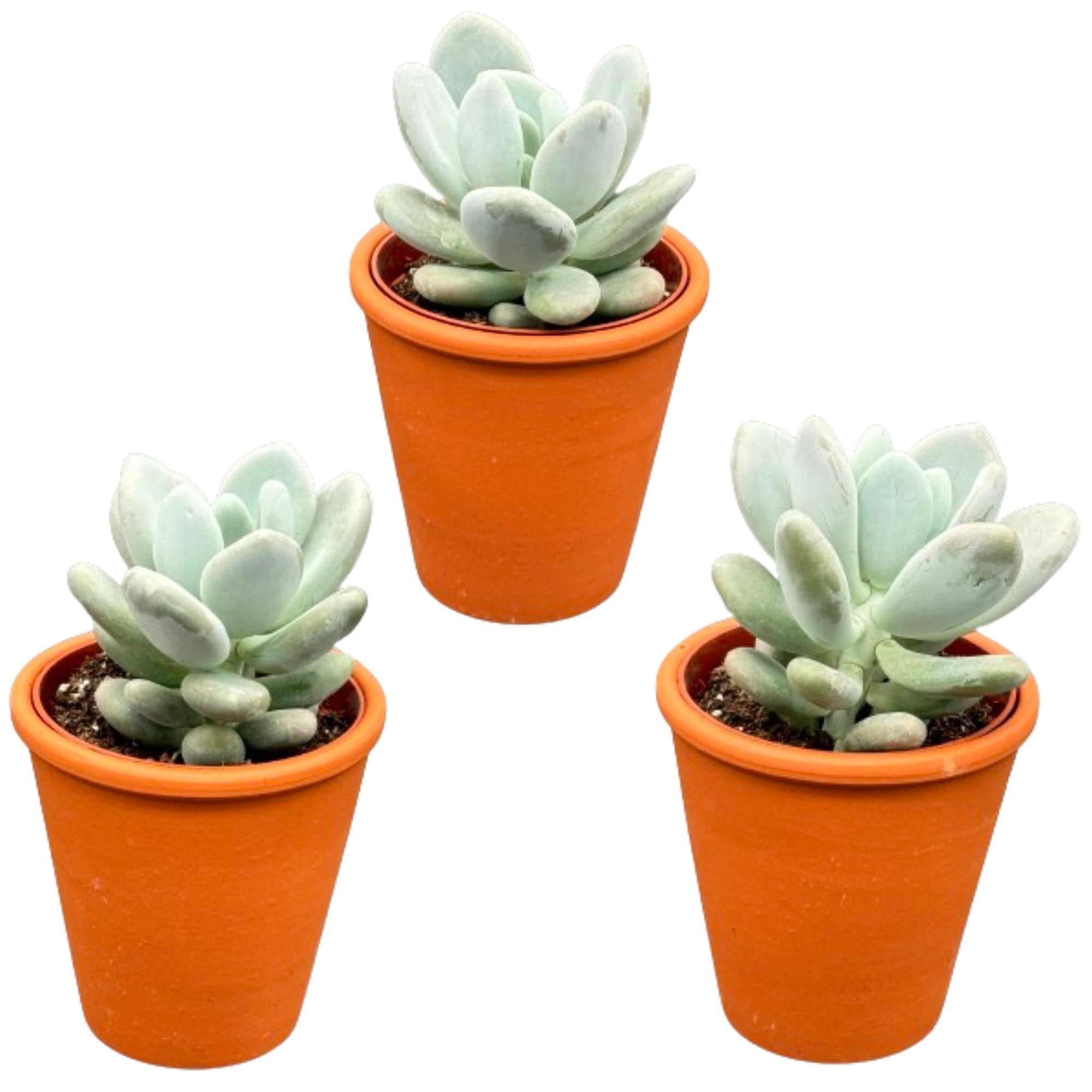 Lot de 3 Pachyphytum Oviferum en pot terracotta- La Green Touch - Image 1