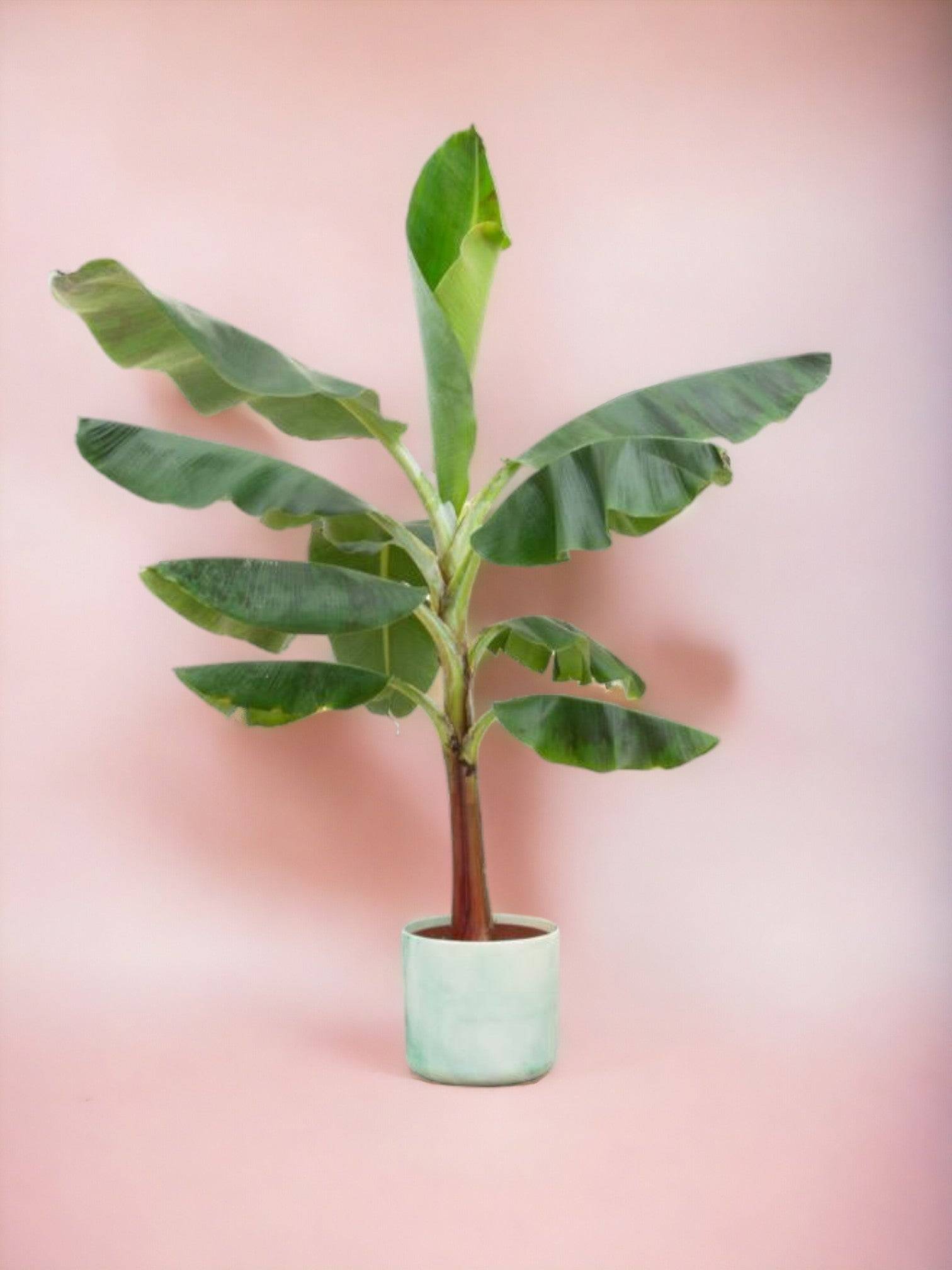 Bananier Musa 100cm et son pot- La Green Touch Vert Océan - Hauteur 100cm