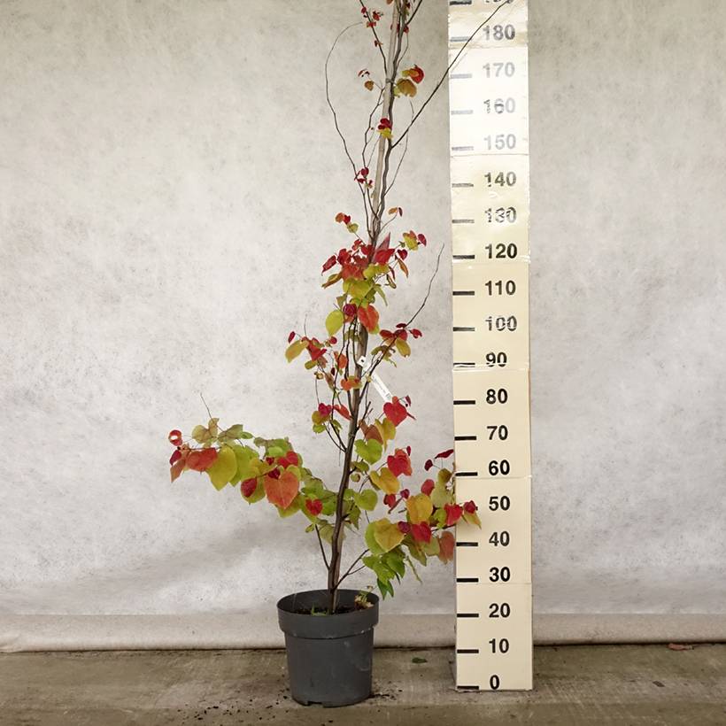 Promesse de Fleurs - Cercis canadensis Eternal Flame - Gainier du Canada Pot de 12L/15L - Image 2