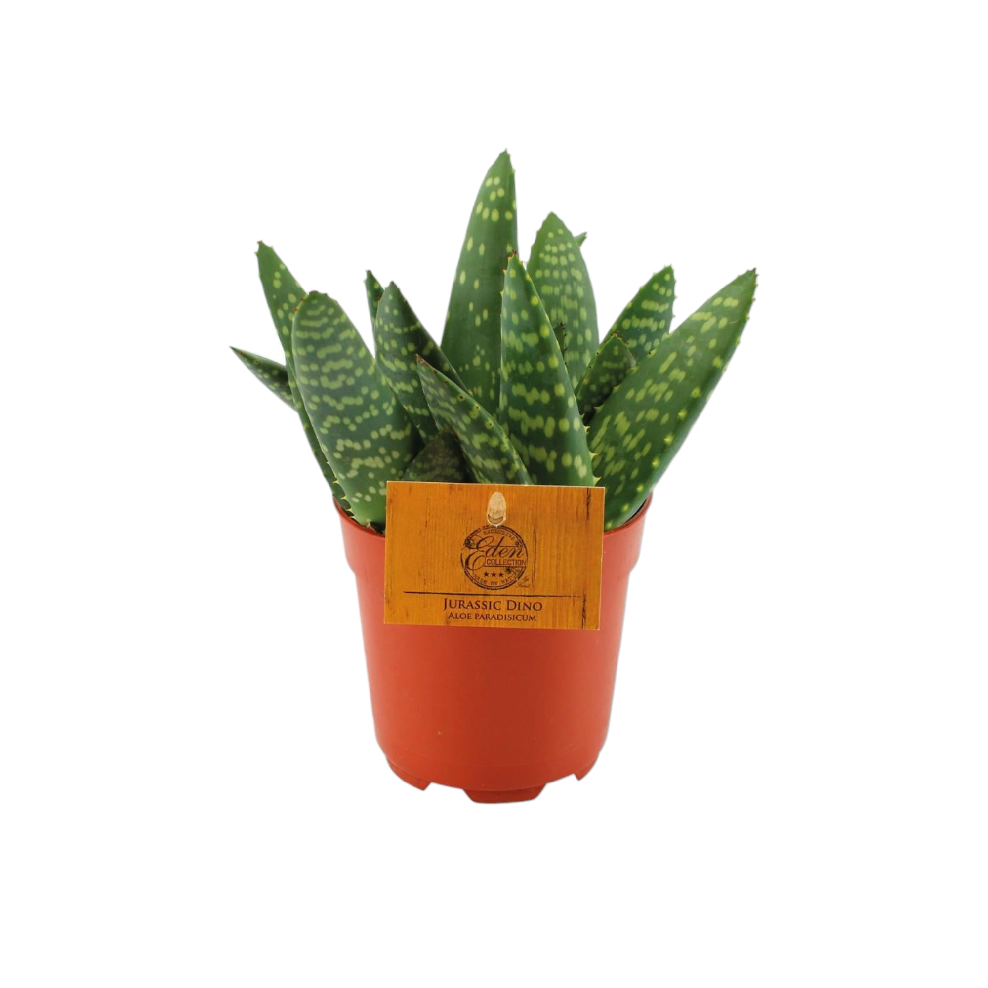Aloe Paradisicum 15cm - Plante d'intérieur- La Green Touch - Image 1