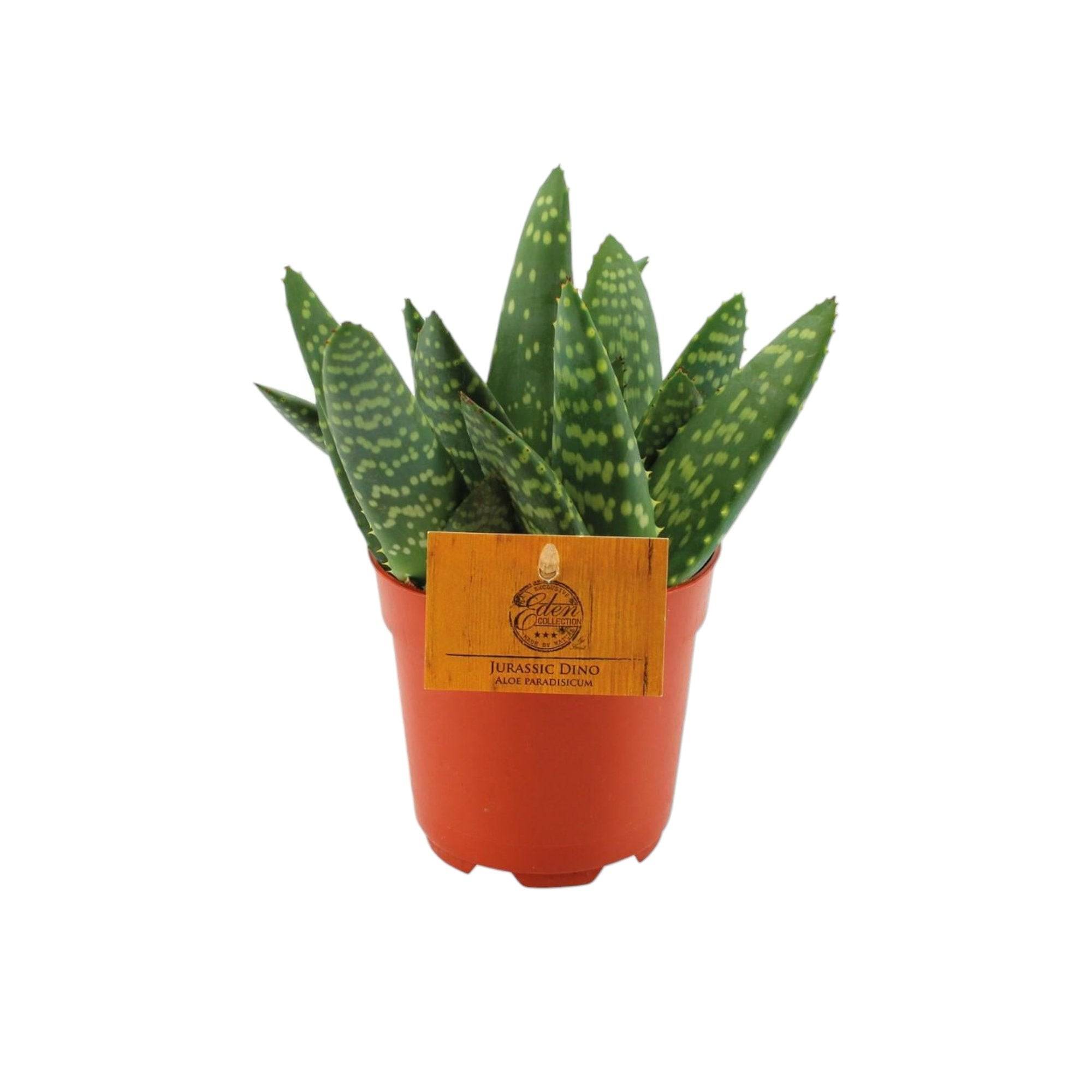 Aloe Paradisicum 15cm - Plante d'intérieur- La Green Touch - Image 2