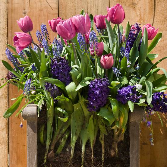 Promesse de Fleurs - Collection Bulbes en lasagnes - Collection de 30 plantes