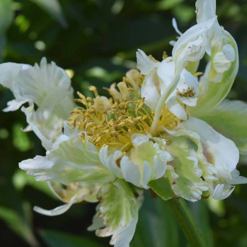 Promesse de Fleurs - Pivoine lactiflora Green Halo Pot de 3L/4L
