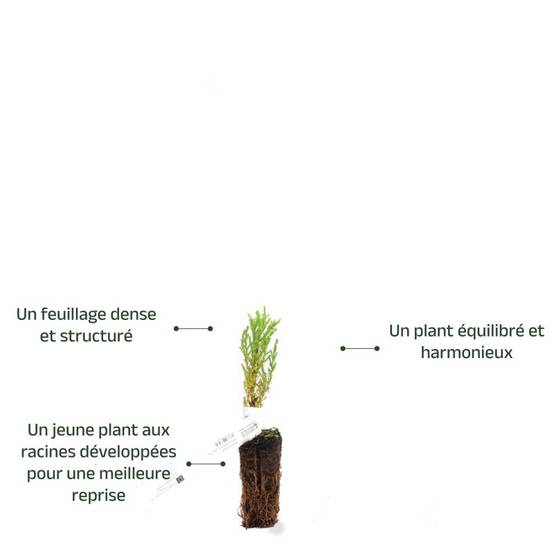 Sequoia géant (Sequoiadendron giganteum) - Godet - Taille 10cm - Pépinières Naudet - Image 4