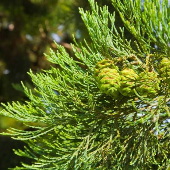 Sequoia géant (Sequoiadendron giganteum) - Godet - Taille 10cm - Pépinières Naudet - Image 3