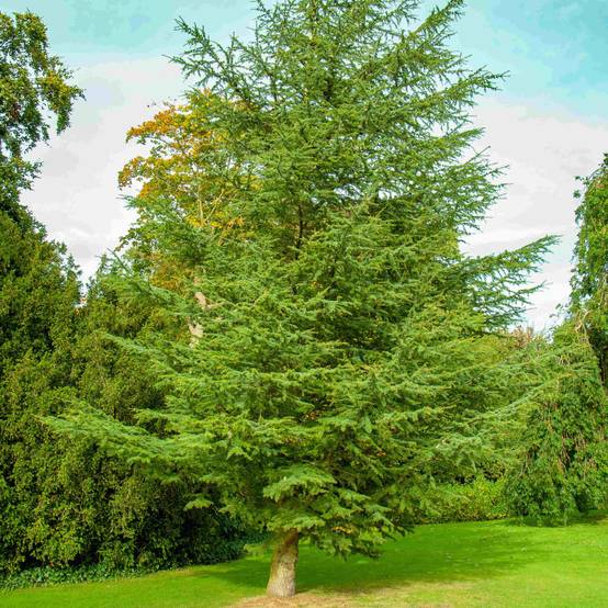 Sequoia géant (Sequoiadendron giganteum) - Godet - Taille 10cm - Pépinières Naudet - Image 1