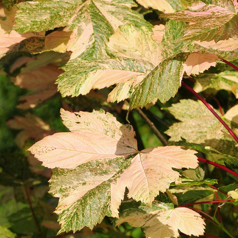 Erable sycomore - Acer pseudoplatanus Simon-Louis Frères Pot de 4L/5L ...
