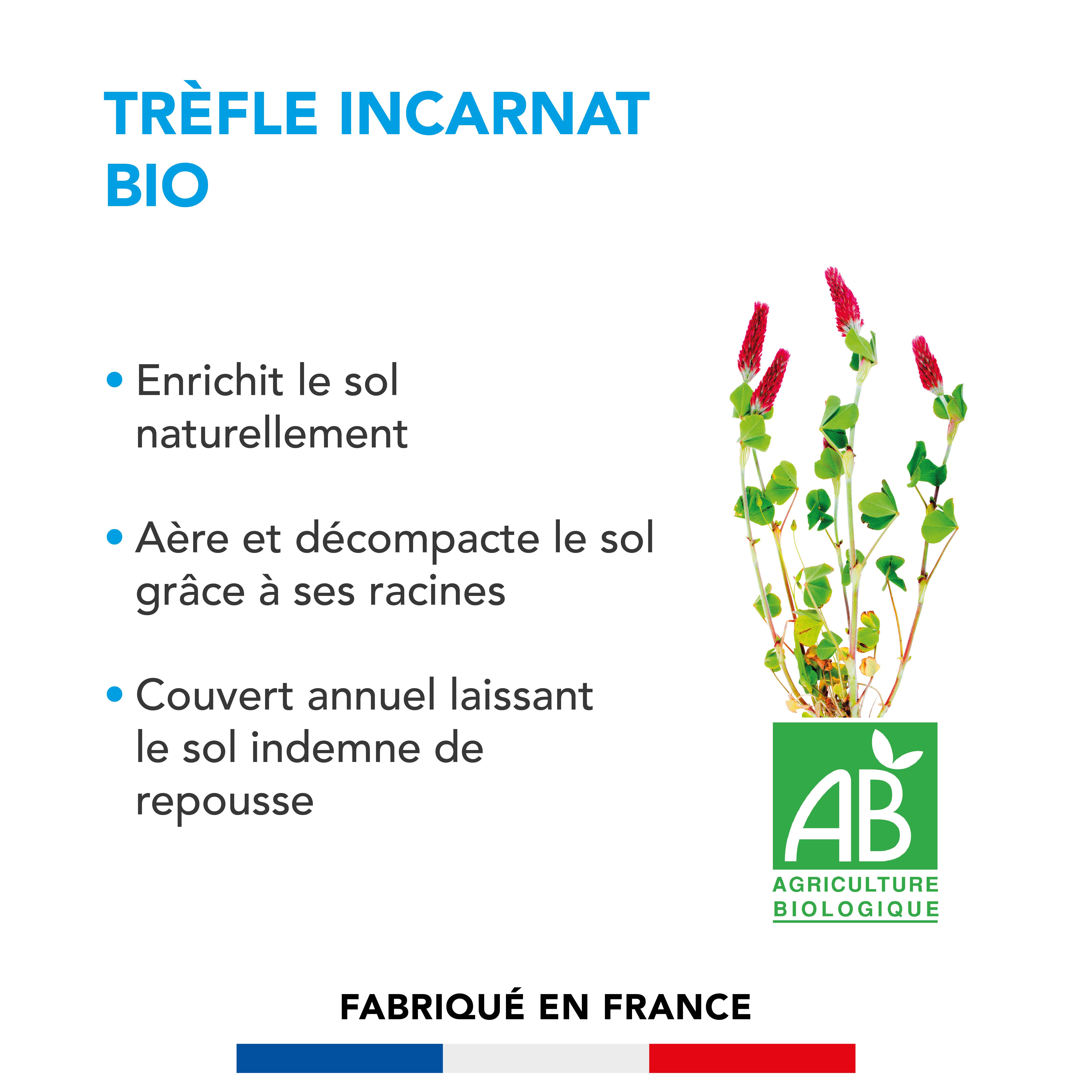 Barenbrug - Trèfle incarnat - Enrichit Naturellement Sol - Aère et Décompacte - Couvert Annuel Sans Repousse - 500G - BARENBRUG - Image 2