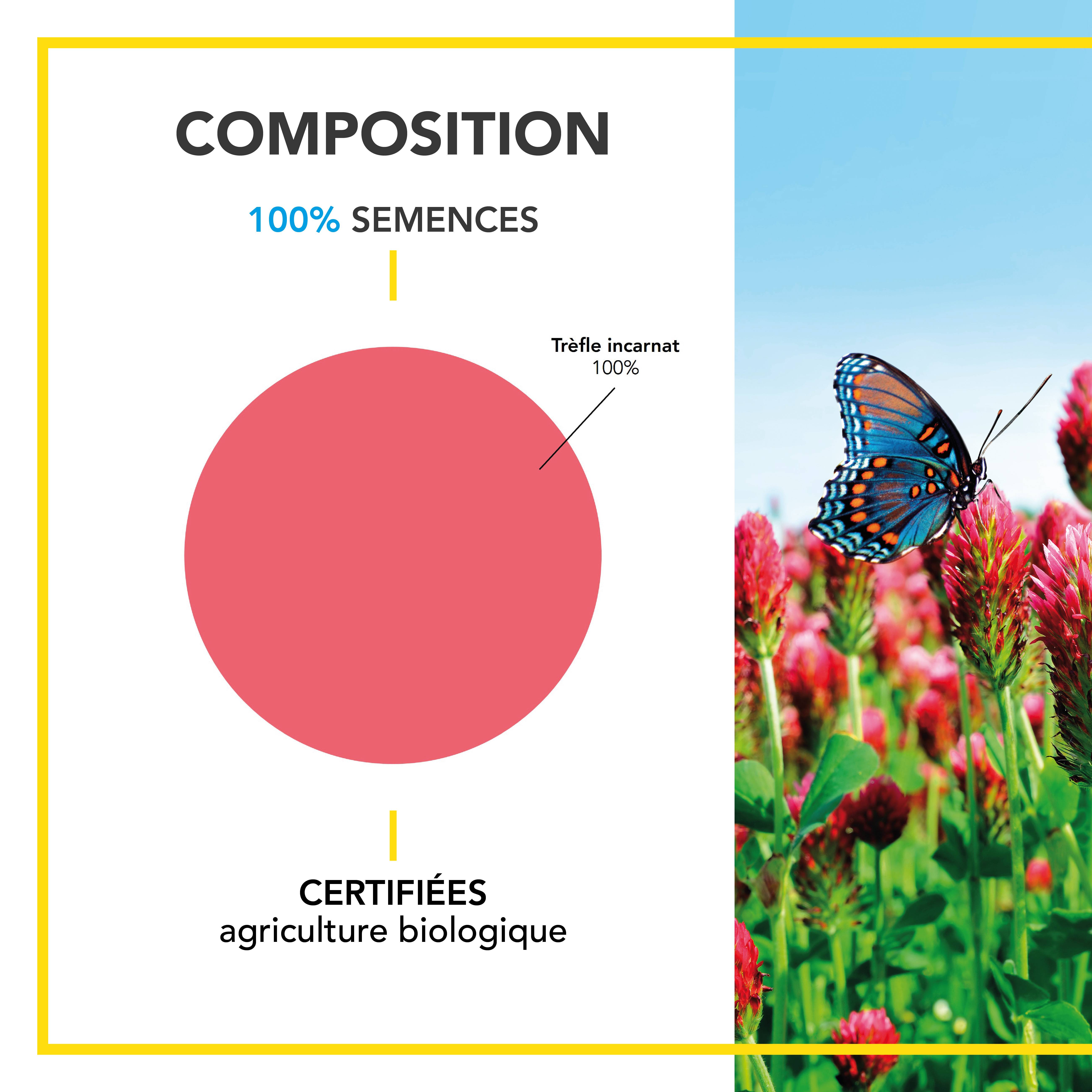 Barenbrug - Trèfle incarnat - Enrichit Naturellement Sol - Aère et Décompacte - Couvert Annuel Sans Repousse - 500G - BARENBRUG - Image 3