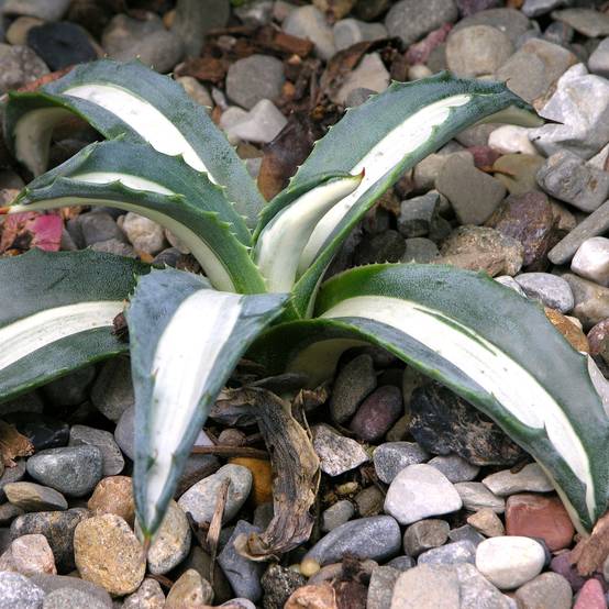 Agave Mediopicta Alba - Agave d'Amérique Pot de 2L/3L