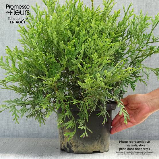 Thujopsis dolobrata Pot de 4L/5L - Image 2