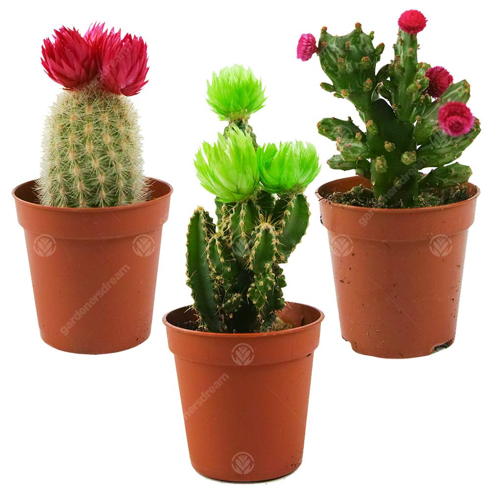 Gardenersdream - Assortiment Mini Cactus Disco Plante D'Intérieur En Pot 5,5 Cm Petit Cadeau Pour Maison / Bureau (Lot De 3) - GardenersDream - Image 1