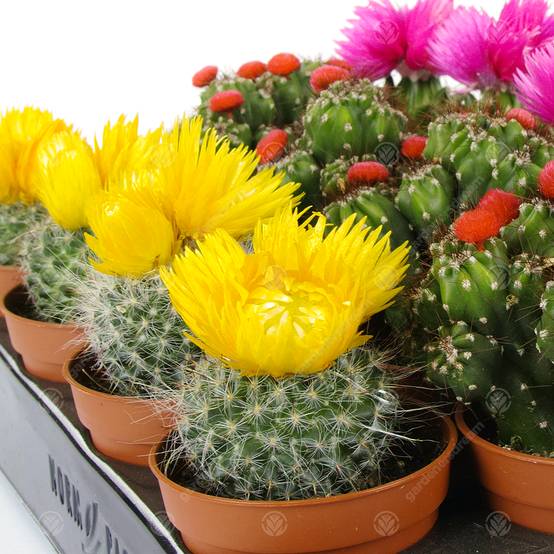 Gardenersdream - Assortiment Mini Cactus Disco Plante D'Intérieur En Pot 5,5 Cm Petit Cadeau Pour Maison / Bureau (Lot De 3) - GardenersDream - Image 5