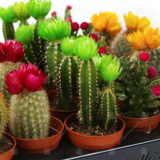 Gardenersdream - Assortiment Mini Cactus Disco Plante D'Intérieur En Pot 5,5 Cm Petit Cadeau Pour Maison / Bureau (Lot De 3) - GardenersDream - Image 3