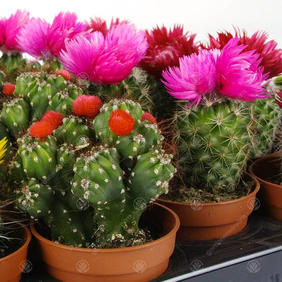 Gardenersdream - Assortiment Mini Cactus Disco Plante D'Intérieur En Pot 5,5 Cm Petit Cadeau Pour Maison / Bureau (Lot De 3) - GardenersDream - Image 4