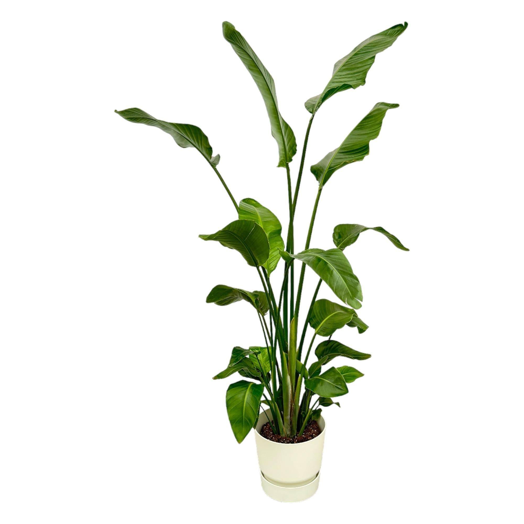 La Green Touch - Strelitzia Nicolai 170 cm et son pot- La Green Touch Blanc + Reservoir - Hauteur 170cm
