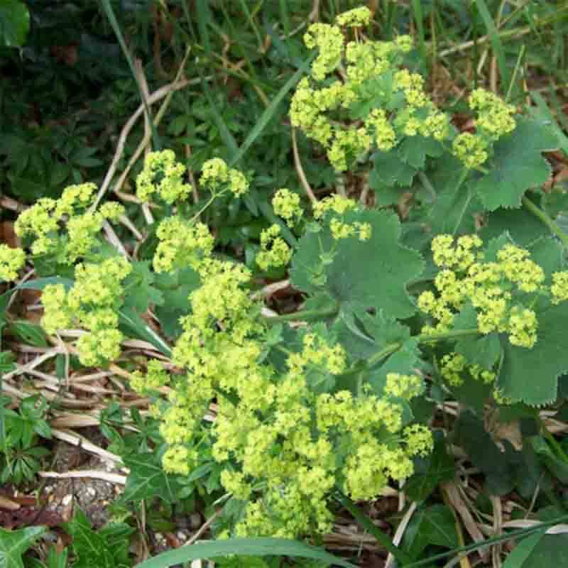 Promesse de Fleurs - Alchemille vulgaris - Alchemille commune Godet de 8/9 cm