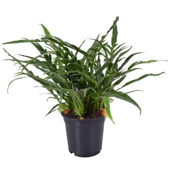 Fougère Aglaomorpha 45cm - Plante d'intérieur- La Green Touch - Image 1