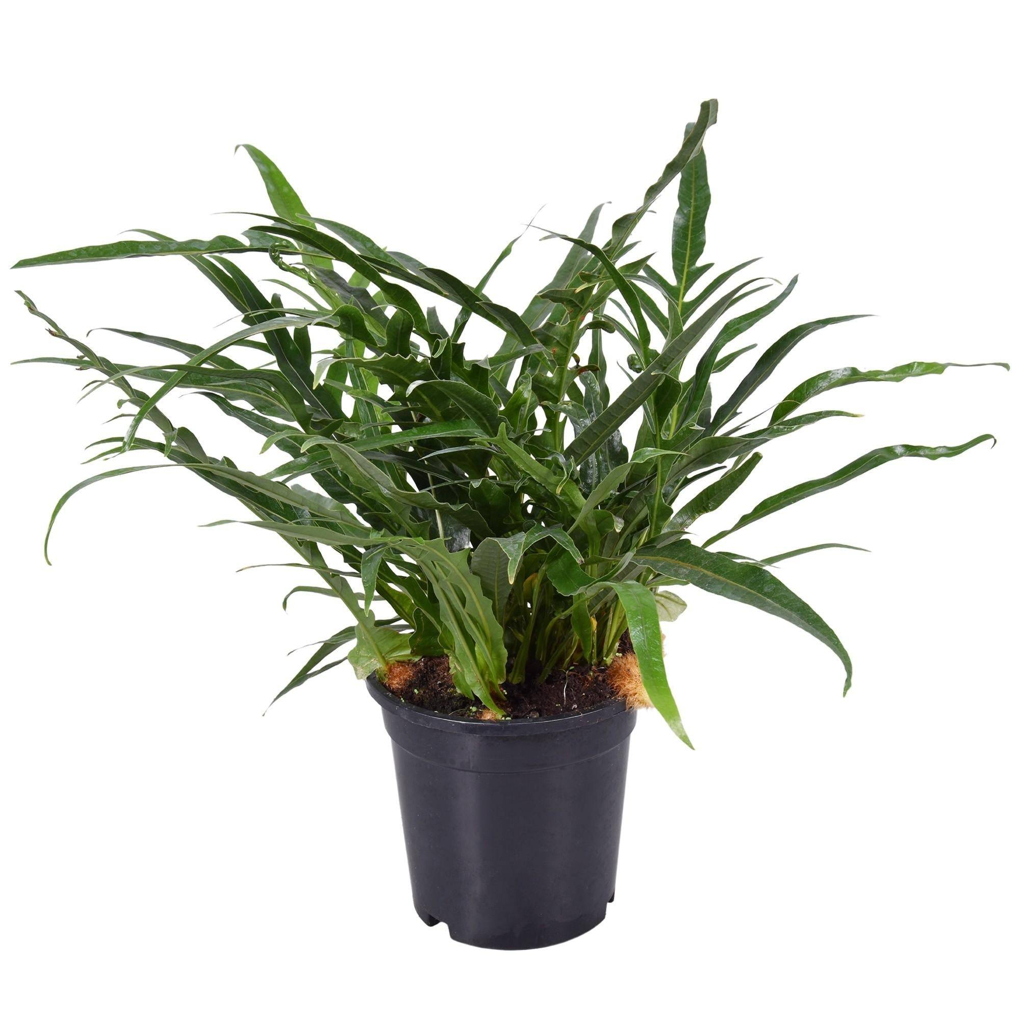 Fougère Aglaomorpha 45cm - Plante d'intérieur- La Green Touch - Image 2