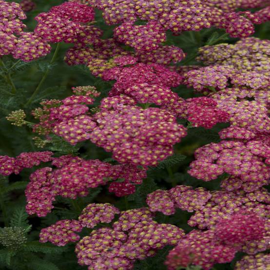 Promesse de Fleurs - Achillée millefolium Pomegranate Godet de 7/8 cm
