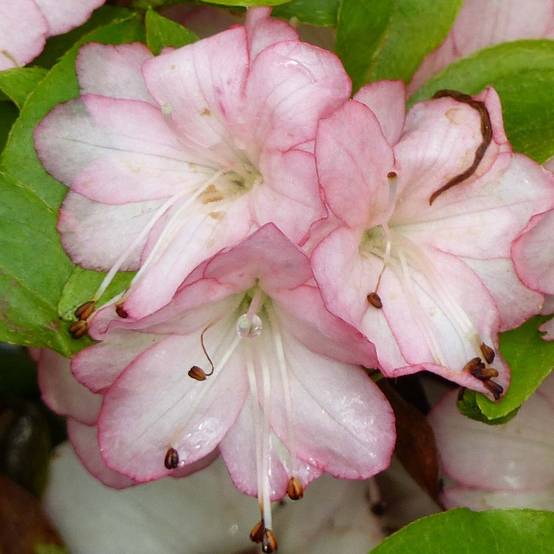 Azalée du Japon Peggy Ann - Rhododendron kaempferi Pot de 2L/3L - Image 1