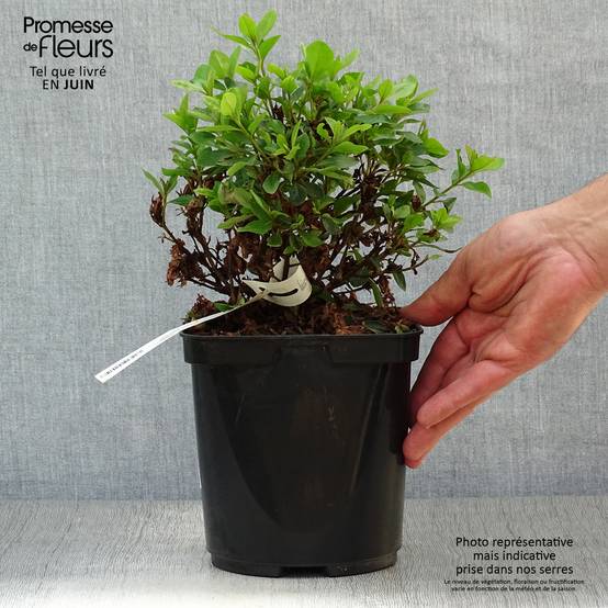 Azalée du Japon Peggy Ann - Rhododendron kaempferi Pot de 2L/3L - Image 2
