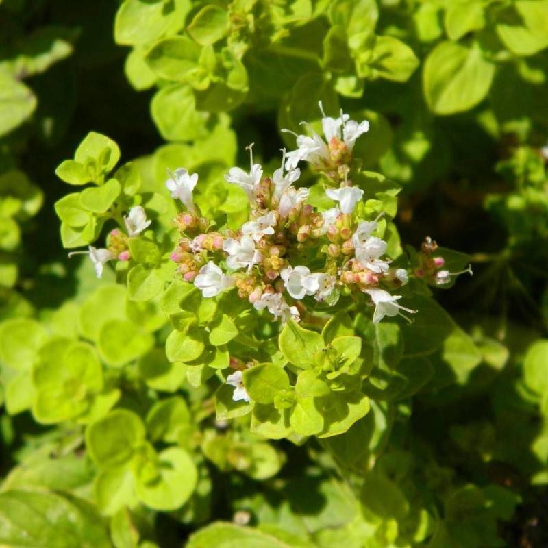 Origan doré à fleurs Rose - feuillage Caduc - Godet - 5/20 cm-  hauteur à maturité De 0,15 m à 0,50 m